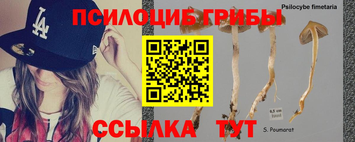 Псилоцибиновые грибы мицелий Абинск